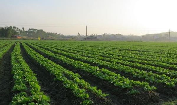 芥菜怎么種 芥菜種植技術