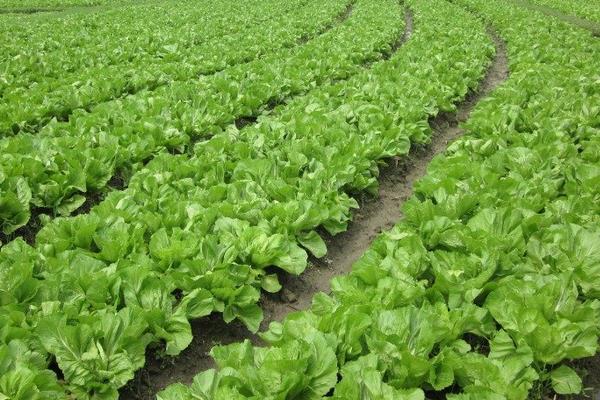 芥菜怎么種 芥菜種植技術