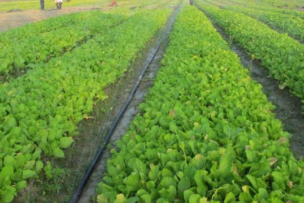 芥菜怎么種 芥菜種植技術
