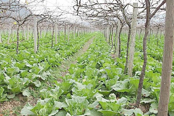 芥菜怎么種 芥菜種植技術