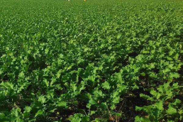 芥菜怎么種 芥菜種植技術