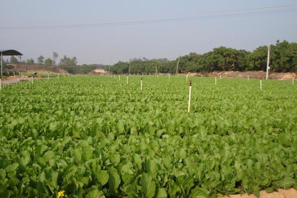 芥菜怎么種 芥菜種植技術