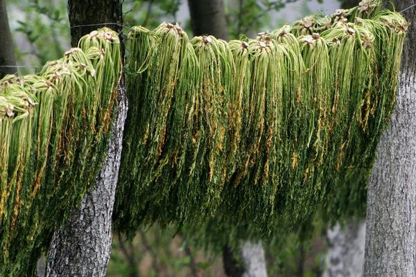 10斤芥菜腌制要放多少鹽