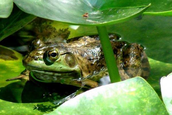 青蛙和癩蛤蟆的區別是什么