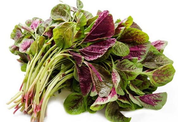 莧菜怎么炒 野莧菜的吃法