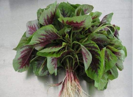 莧菜怎么炒 野莧菜的吃法