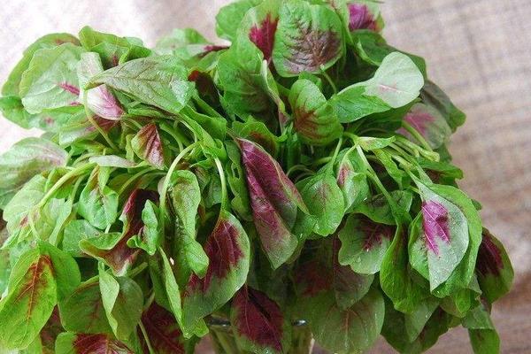 莧菜為什么是紅的