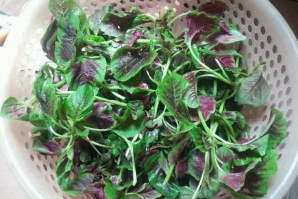 莧菜為什么是紅的