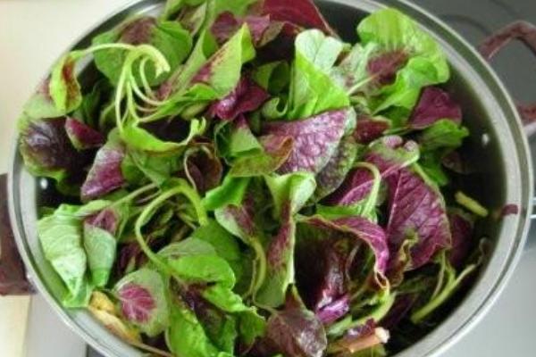 莧菜為什么是紅的