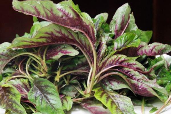 莧菜為什么是紅的