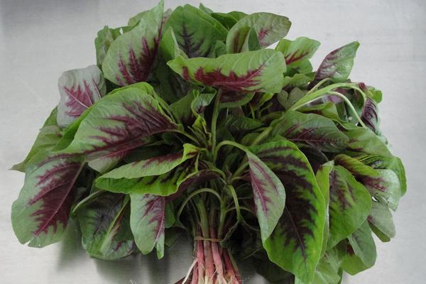 莧菜為什么是紅的