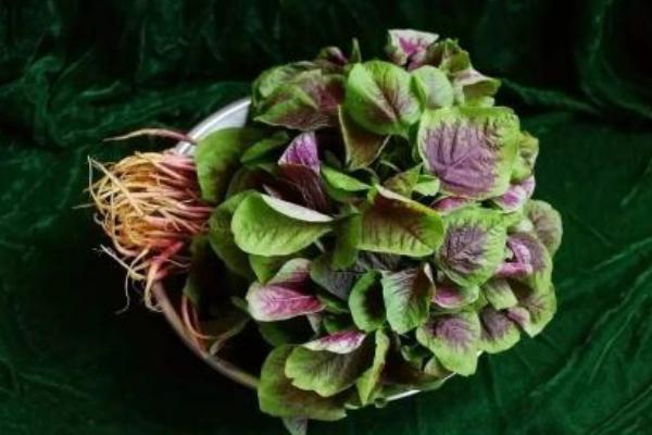 莧菜圖片大全 莧菜是什么菜