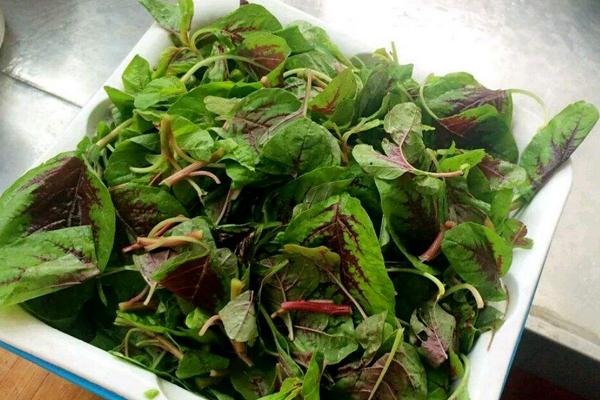 莧菜的功效與作用及禁忌 莧菜的營養價值