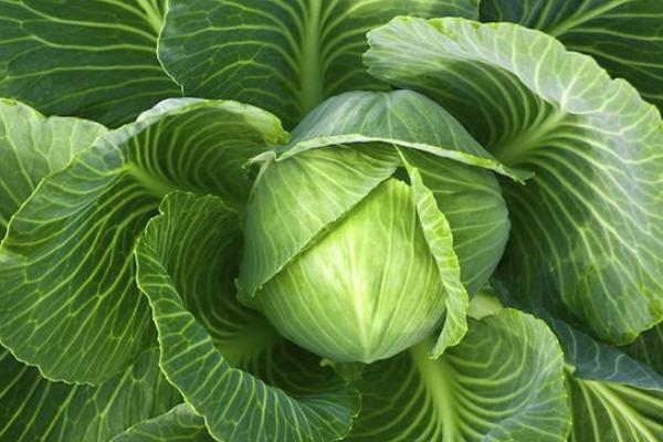 甘藍菜與圓白菜的區別是什么
