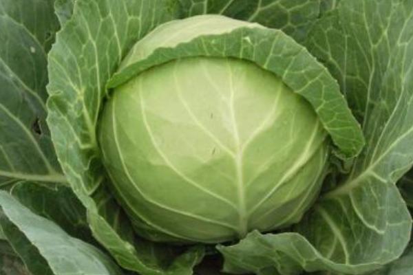 甘藍(lán)菜與圓白菜的區(qū)別是什么