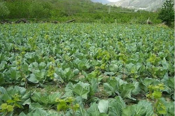 甘藍菜種植技術 甘藍栽培技術