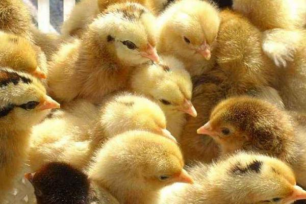 肉雞苗市場(chǎng)價(jià)格多少錢一只