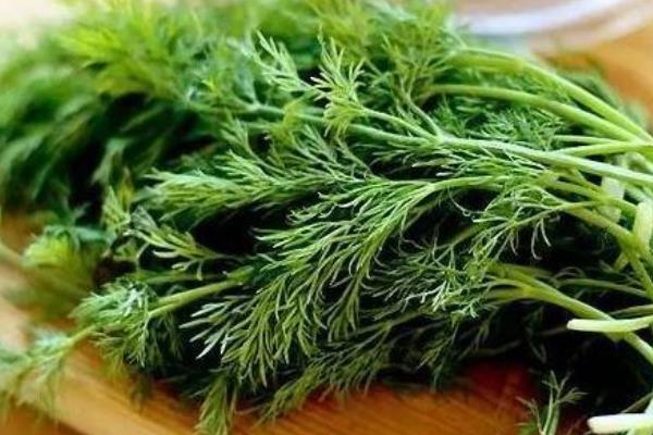 茴香菜的功效與作用及禁忌?茴香菜營(yíng)養(yǎng)價(jià)值