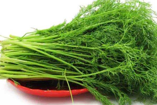 茴香菜的功效與作用及禁忌茴香菜營養價值