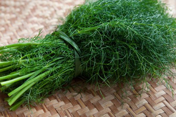 茴香菜的功效與作用及禁忌茴香菜營養價值