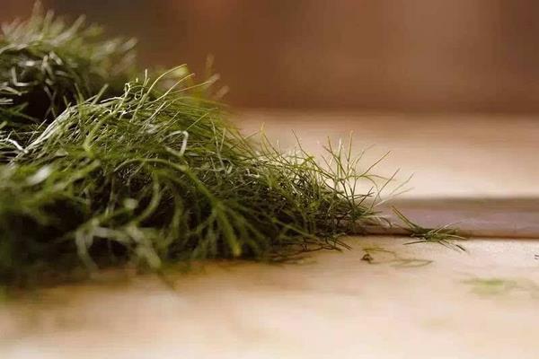 茴香圖片大全?茴香是什么