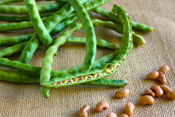 豇豆種子市場價格多少錢一斤