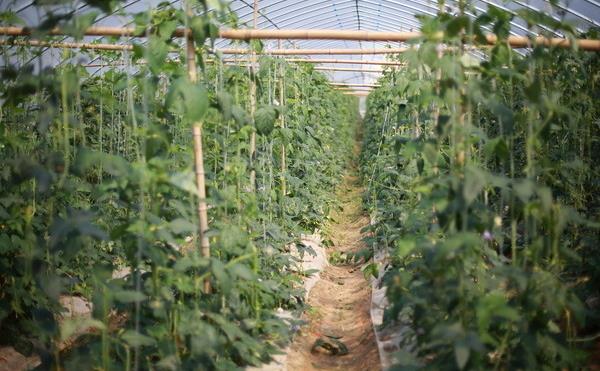 豇豆栽培技術?豇豆種植方法