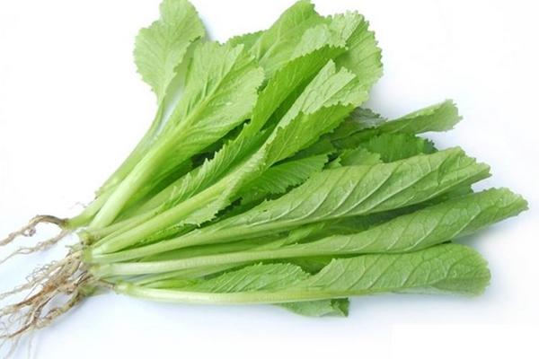 芥菜市場價格多少錢一斤