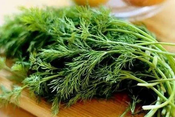 蒔蘿和茴香的區別是什么