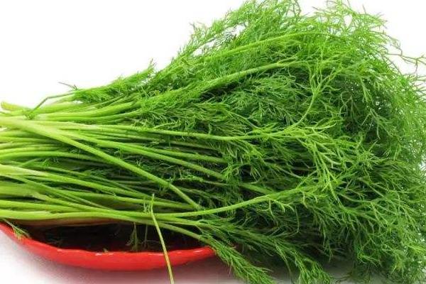 茴香的功效與作用及禁忌