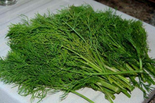 茴香苗的功效與作用及禁忌