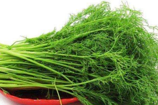 茴香什么時候種 茴香菜什么季節有