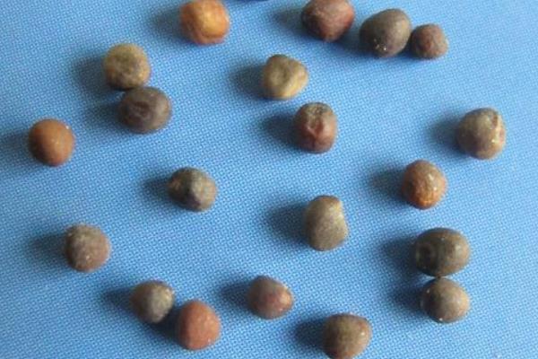 甘藍種植時間 甘藍種子什么時候種