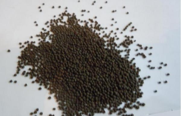 甘藍種子有哪些品種