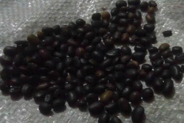 甘藍種子有哪些品種