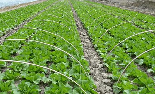 甘藍種子有哪些品種