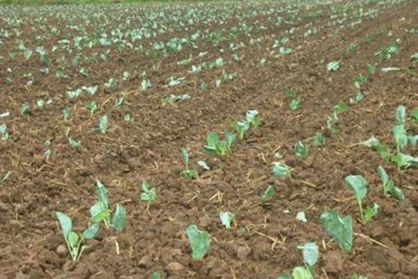 甘藍種子有哪些品種