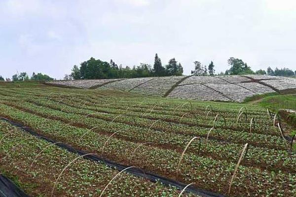 甘藍種子有哪些品種