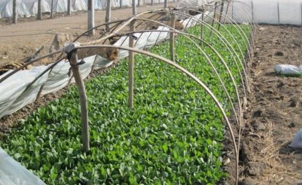 甘藍種子有哪些品種