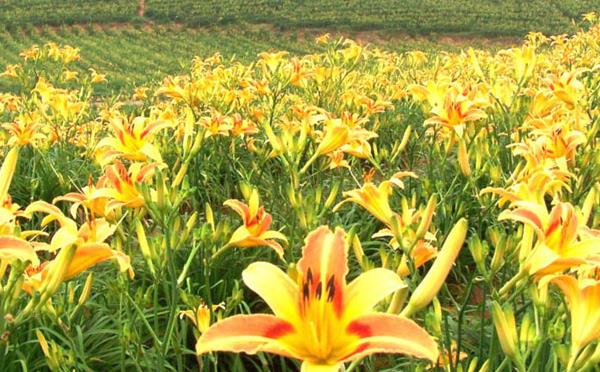 黃花菜種植技術(shù)黃花菜怎么種植
