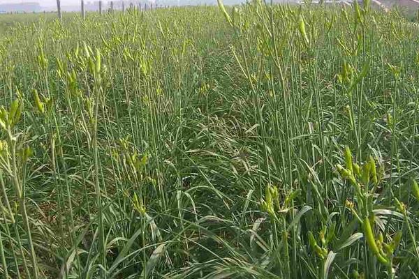 黃花菜種植技術(shù)黃花菜怎么種植