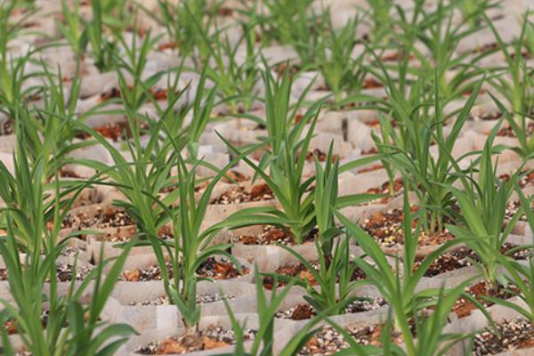 黃花菜種植技術(shù)黃花菜怎么種植