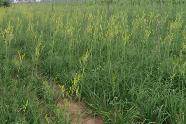 黃花菜種植技術(shù)黃花菜怎么種植