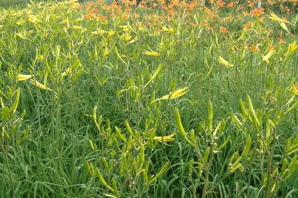 黃花菜種植技術(shù)黃花菜怎么種植