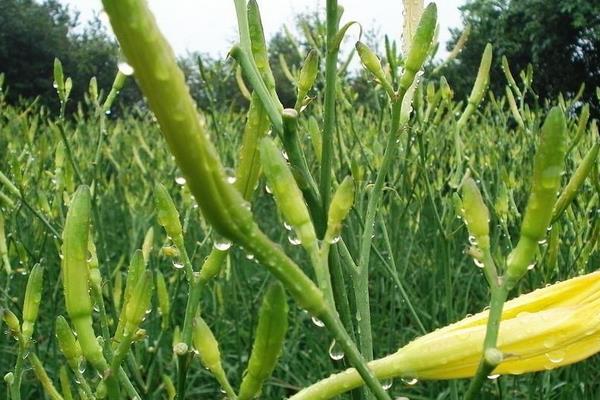 黃花菜種植技術(shù)黃花菜怎么種植