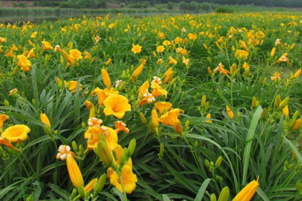 黃花菜產地在哪里 黃花菜哪里產的好