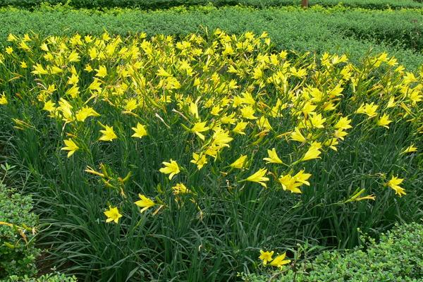 忘憂草是黃花菜嗎