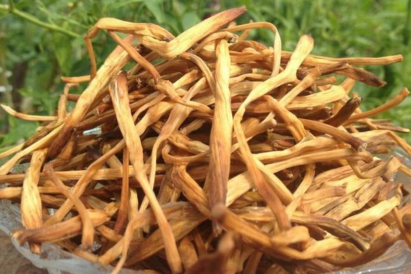 黃花菜為什么發(fā)白