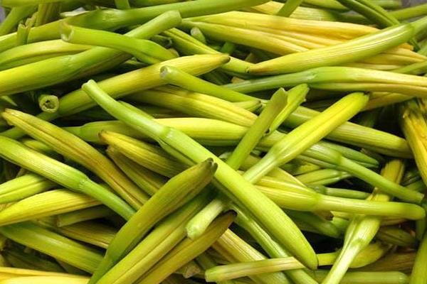 黃花菜的功效與作用及禁忌 黃花菜營養(yǎng)價值