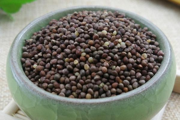 紫蘇子的功效與作用及禁忌